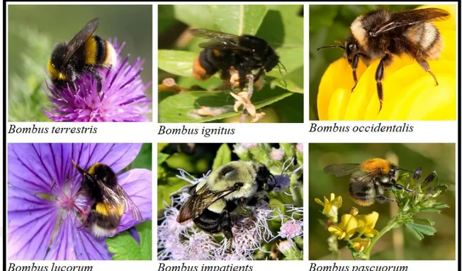 Şekil 2.2. B. terrestris ve B. lucorum arıları arasındaki farklılıklar  2.2. Bombus Terrestris’in Yaşam Döngüsü 