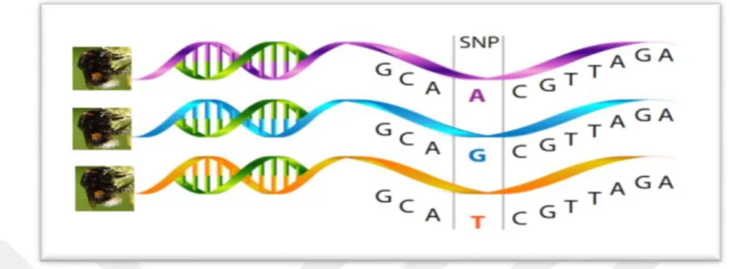 Şekil 2.4. Tek nükleotid polimorfizmi (SNP: Single Nucleotide Polymorphism)  2.8. DNA Dizi Analizi 