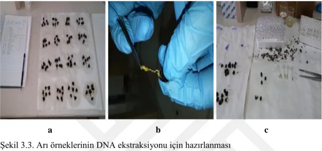 Şekil 3.3. Arı örneklerinin DNA ekstraksiyonu için hazırlanması 