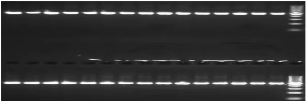 Şekil 4.2. PCR amplifikasyonu sonucunda Faselis bölgesine ait 30 bireyde amplifiye  edilen Cytb gen fragmentlerinin %2’lik agaroz jel görüntüsü 