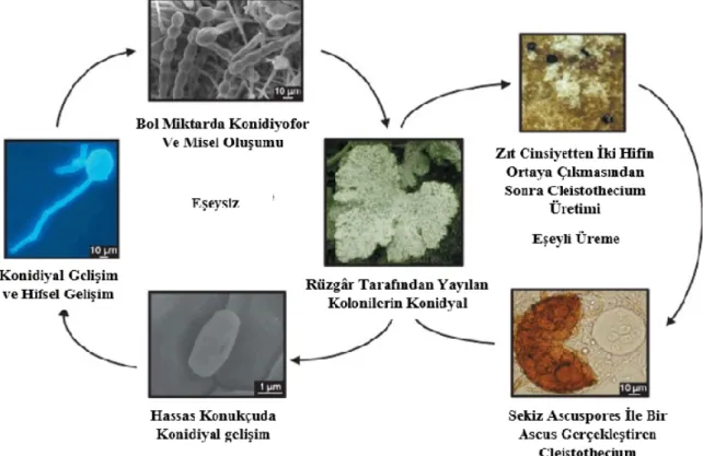 Şekil 1.3. Podosphaera xanthii'nin hayat döngüsü