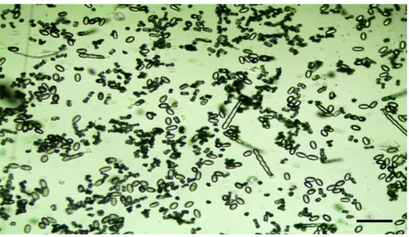 Şekil 1.4 Işık mikroskobunda Podosphaera xanthii sporlarının morfolojik görünümleri. 
