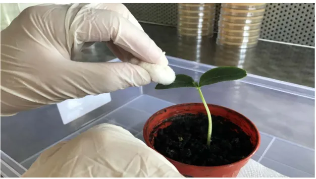 Şekil 3.2. Seyreltilmiş Civa II Klorür solüsyonuyla yaprak yüzeyinin dezenfeksiyonu     