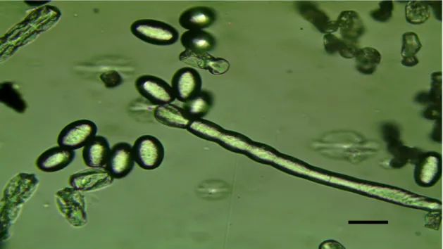 Şekil 3.3. Tek spordan üretilmiş Podosphaera xanthii’nin faz kontras mikroskobundaki  görüntüsü