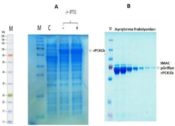 ġekil 4.4. rCrPCK1b proteininin SDS-PAGE (Coomassie Blue’yla boyanmıĢ) analizleri.  
