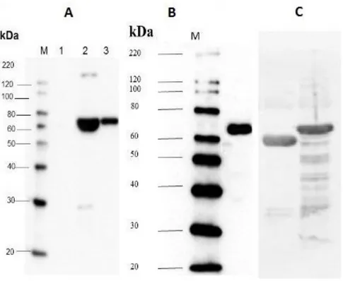 ġekil  4.5.  E.  coli  BL21(DE3)  suĢundan  eksprese  ve  pürifiye  edilmiĢ  CrPCK1  rekombinant proteinin immunoblot analizi