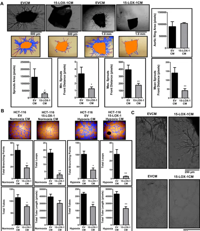 Fig. 2. 15-LOX-1 expression in colon cancer epithelial cells reduces angiogenesis (A) Ex vivo mouse aorta ring explant assay