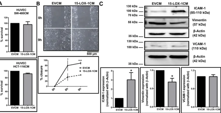 Fig. 3. Eﬀect of conditioned medium (CM) from 15-LOX-1 expressing colon cancer epithelial cells on endothelial cell proliferation and motility (A) HUVECs were incubated with CM from HCT-116 stably expressing 15-LOX-1 or transiently transfected SW-480 cells