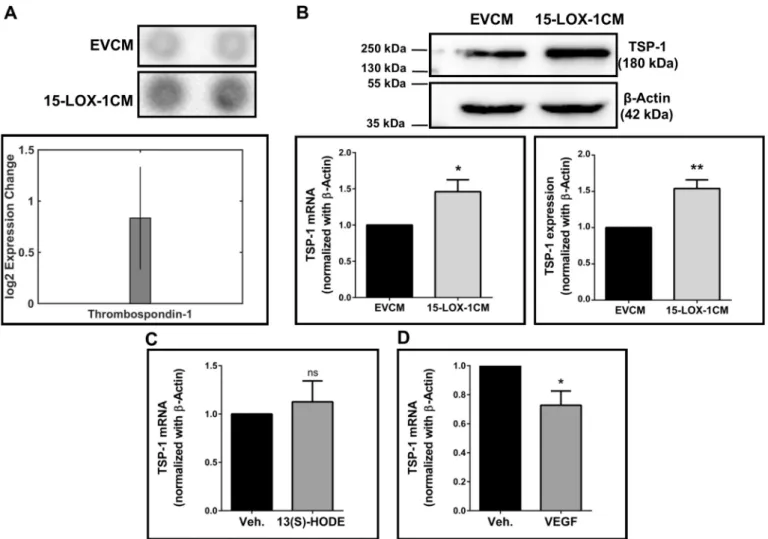 Fig. 5. Proteome Proﬁler Array for Angiogenesis showing a signiﬁcant increase in the expression of TSP-1 in HUVECs treated with 15-LOX-1 conditioned medium (A) Spot intensities from a representative image showing TSP-1 expression in HUVECs treated with 15-