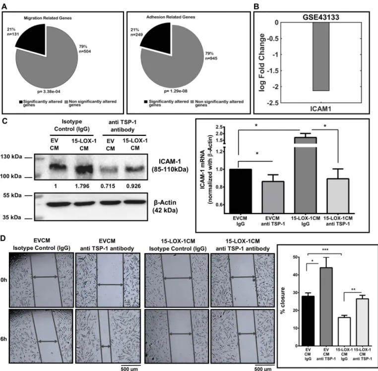 Fig. 6. TSP-1 signaling through CD47 regulates HUVEC adhesion, migration and motility (A) Compartmentalization of genes from GSE43133 labeled with GO terms Cell Migration (131 out of 635 migration related genes, Fisher Exact test p = 3.38e −04) and Cell Ad