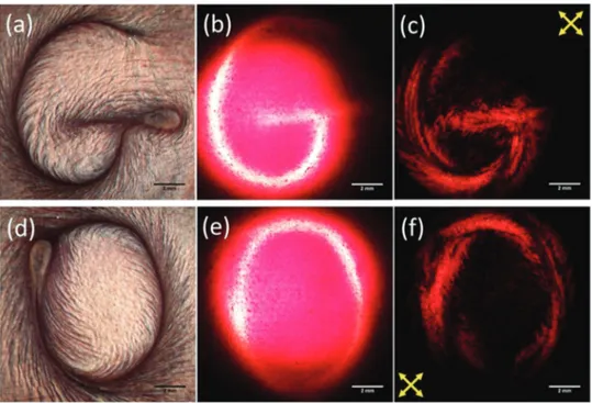 Fig. 9 Images of a defined structure in a liquid crystalline e-ink of graphene oxide dispersed in water in (a and d) reflection with unpolarised light, (b and e) transmission with unpolarised light and (c and f) transmission between crossed polarisers