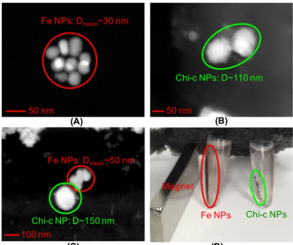 Figure 2:  TEM image of the chitosan coated NPs. 