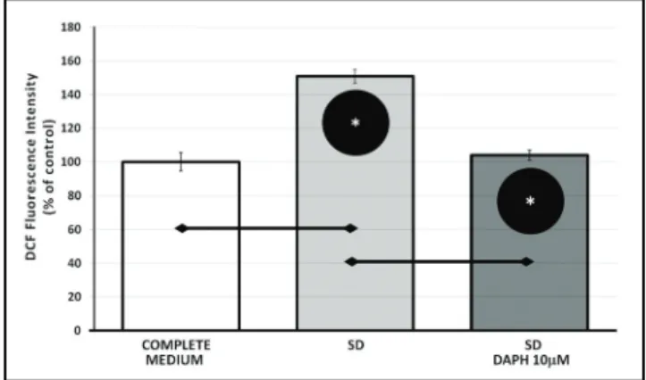 Fig. 2. Effect of SD and DAPH treatment on elevating ROS  level of differentiated PC12 cells was determined by  spectrophotometrically and showed by DCF fluorescence  intensity