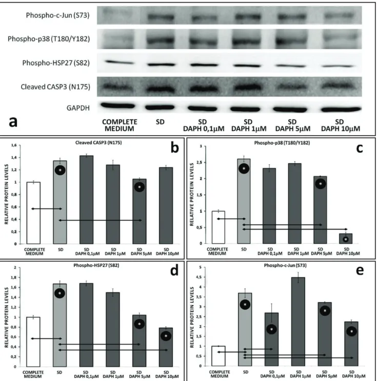 Fig. 3. (a) Western blot analysis of phospho-c-Jun (S73), phospho-p38 MAPK (T180/Y182), phospho-HSP27 (S82), cleaved CASP3 (N175) and  GAPDH