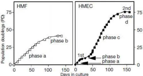 Figure  6:  HMF  (human  mammary  fibroblast)  and  HMEC  (human  mammary  epithelial cells) growth curves (Romanov et al., 2001)