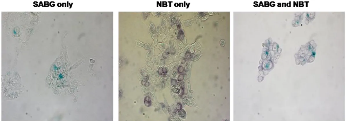 Figure 18: Co-staining of BT474 cells with NBT and SABG.  