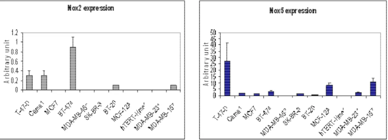 Figure 22: Real time PCR analysis of Nox2 and Nox5 expression in breast cancer  cell lines
