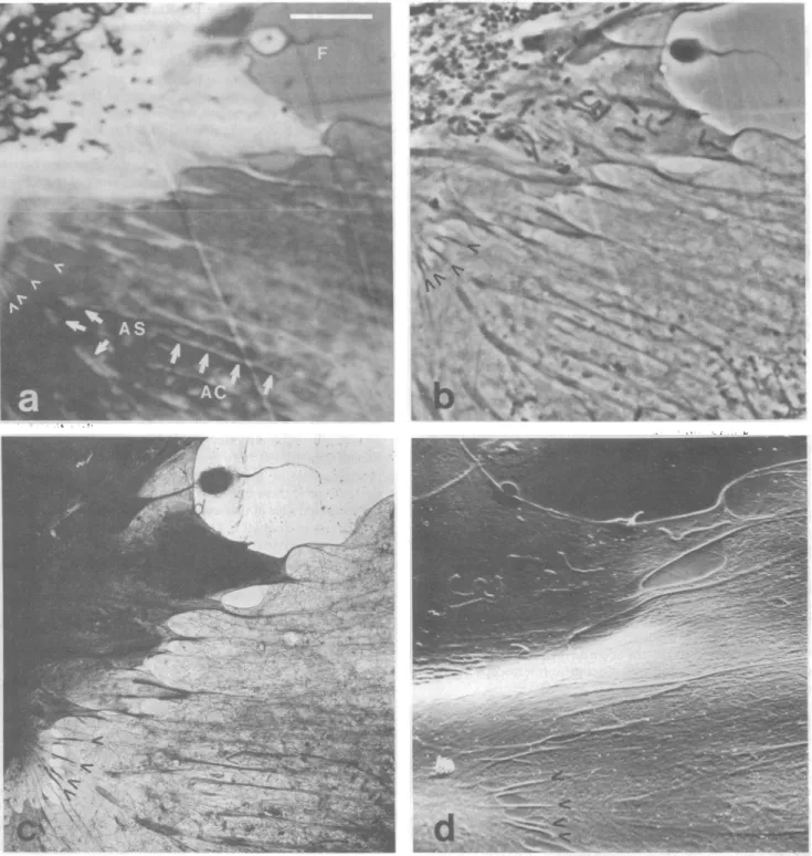 FIG. 4. Region of cellular interaction. This region is shown at a lower magnification in Fig