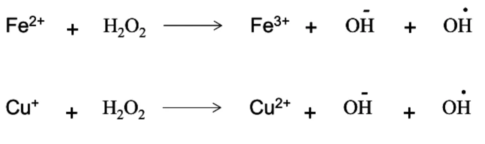 Figure 1.4.1: Fenton Reaction. Metal catalysts iron (upper) or copper (lower) catalyzes the  conversion of H 2 O 2  to OH ·  if H 2 O 2  is not eliminated by defense mechanisms
