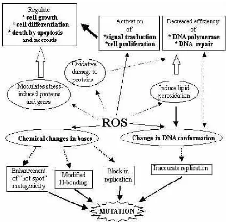 Figure 1.5.1: ROS Toxicity (Mates and Sanchez-Jimenez, 1999). 