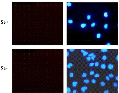Figure 2.1.8: Annexin V assay of Hep3B-TR cells cultured in DMEM. Cells were cultured in  selenium-adequate (Se+) and selenium-deficient (Se-) DMEM
