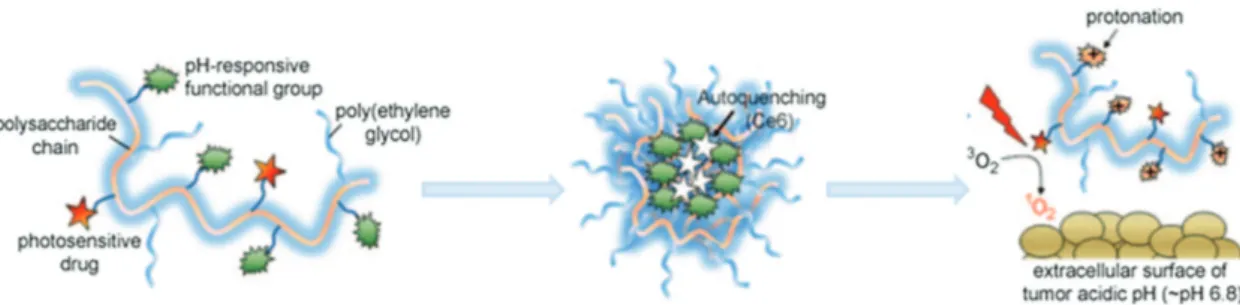 Figure 4.  Schematic illustration of a polysaccharide/drug complex. This complex assembles and undergoes autoquenching efficiently at high pH, while  in the acidic environment of tumor tissues protonation occurs and photoactivities restored, thereby destro