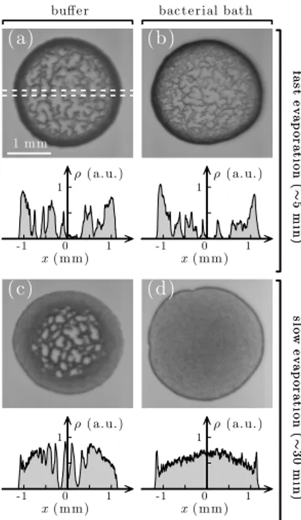 Figure 1: Stain at the end of evaporation with and without bacteria. Stain left behind by a droplet (a,b) after fast evaporation (~5 min) buﬀe rfastevaporation(∼5min)(a)1 mm-1011x( m m)ρ( a.u.)slowevaporation(∼30min)(c)-1011x( m m)ρ( a.u.)
