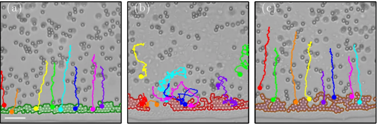 Figure  2:  Growth  dynamics  at  the  edge  of  drying  droplets.  Edge  of  a  drying  droplet  of  motility  buffer  containing  (a)  only  colloidal  particles,  (b)  colloidal  particles  and  motile  bacteria,  and  (c)  colloidal  particles  and  no
