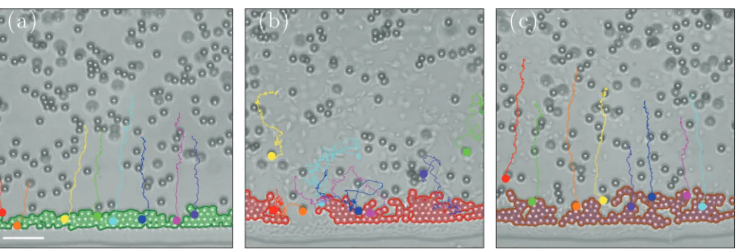 Fig. 2 Growth dynamics at the edge of drying droplets. Edge of a drying droplet of motility buﬀer containing (a) only colloidal particles, (b) colloidal particles and motile bacteria, and (c) colloidal particles and non-motile bacteria