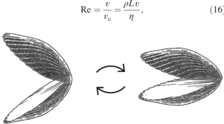FIG. 7. The scallop theorem. Schematic drawing of a scallop performing a reciprocal motion: by quickly closing its two shells, the scallop ejects two fluid jets behind its hinge so that its body recoils in the opposite direction; then, by slowly opening th