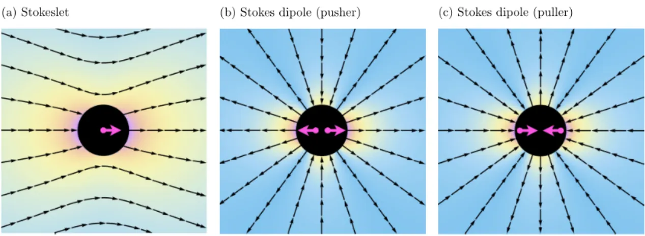 FIG. 8. Flow singularities. (a) Stokeslet corresponding to the far field of an active particle driven by an external force