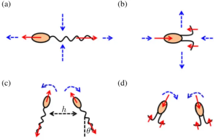 FIG. 9. Flow fields created by swimmers at low Reynolds numbers. (a) Pushers have a positive force dipole (P &gt; 0) and induce an outgoing flow field directed along their swimming direction (repulsion) and an incoming flow field from their sides (attracti