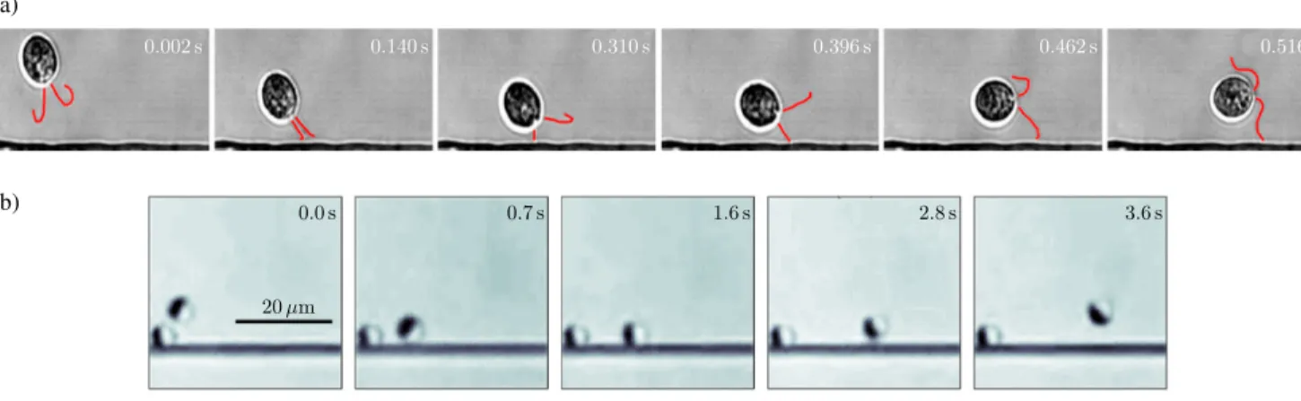 FIG. 11. Wall-induced rotation of microswimmers. A micro- micro-swimmer is located at a distance h from a solid surface and oriented at an angle θ with respect to the direction parallel to the surface: (a) pushers are reoriented hydrodynamically in the dir
