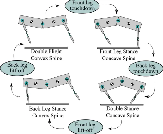 Figure 3.5: The new bounding gait model with diﬀerent poses of the ﬂexible spine in our new model.