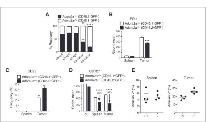 Figure 7. A 2A R signaling is required for T-cell maintenance in solid tumors. A, recovery of Adora2a þ/þ (CD45.1) and Adora2a / (CD45.2) OT-1 Rag /