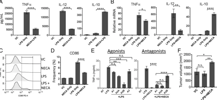 FIGURE 1. Adenosine receptor signaling polarizes DCs into a tumor-promoting phenotype