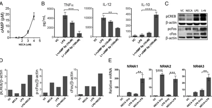 FIGURE 2. Adenosine signaling cause activation of cAMP pathway and negative regulators of NF-kB signaling downstream of cAMP