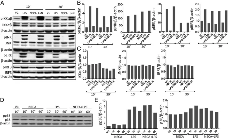 FIGURE 3. Adenosine signaling does not influence the phosphorylation status of immediate regulators of inflammation downstream of danger signaling