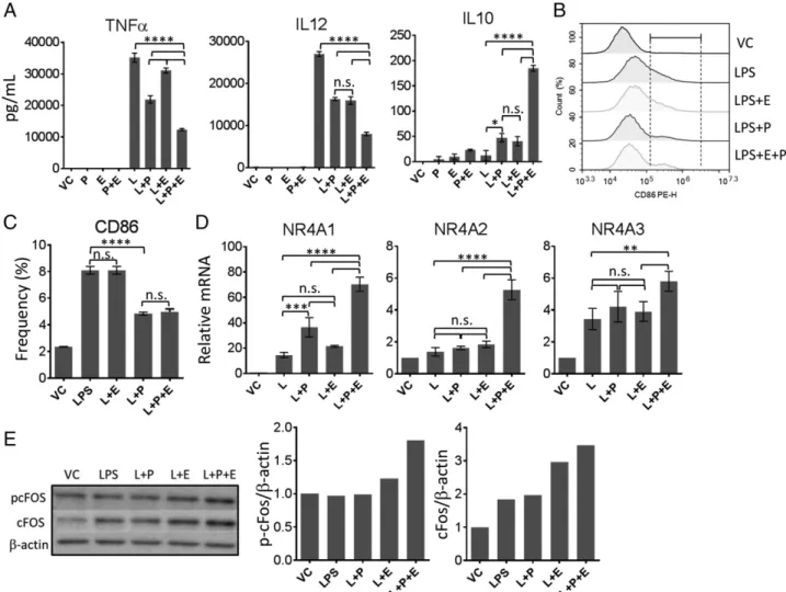 FIGURE 4. Activation of both PKA and Epac are required to phenocopy the effects of adenosine signaling in BM-DCs
