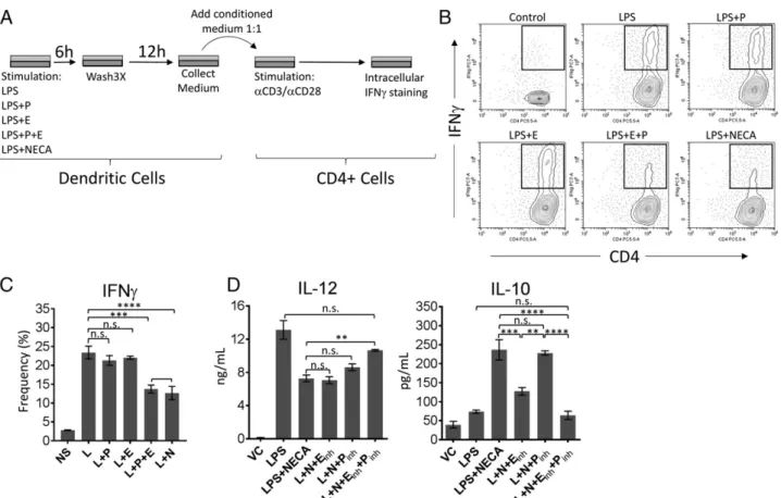 FIGURE 5. Adenosine signaling can target both PKA and Epac pathways to polarize BM-DCs into a suppressor phenotype