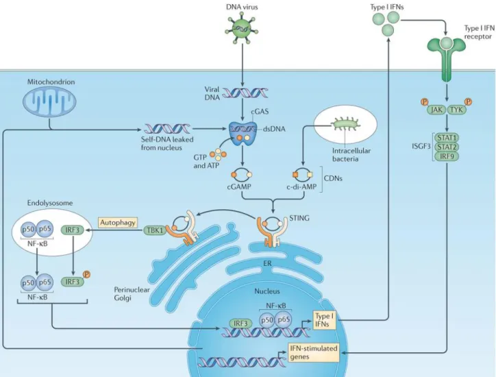 Figure 1.2: STING signaling cascade [30]. 