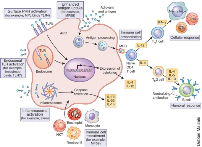 Figure 1.3: Integrated innate and adaptive immune responses [53]. 