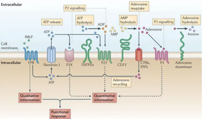 Figure 1.4: Purinergic signaling and its components [56] 