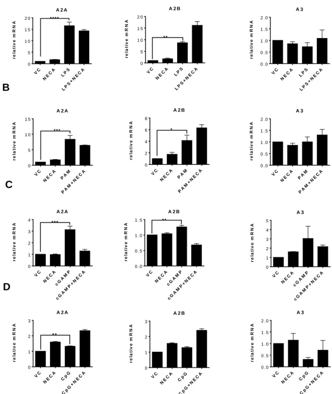 Figure  4.1:  Danger  signals  increase  the  expression  of  A2A  and  A2B  receptors