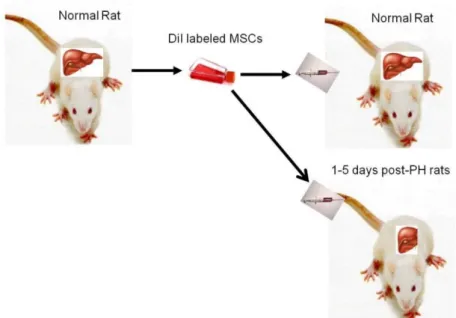Fig. 1. MSCs were isolated and expanded from BM.  CM-DiI labeled MSCs were injected into the normal and hepatectomized animals.