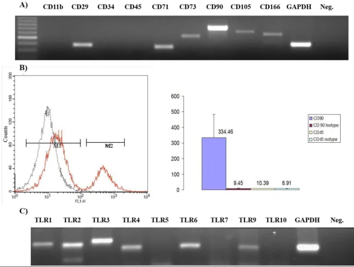 Fig. 2. Characterization and TLR expression profile of MSCs. A) Gel picture showing MSC-specific positive (CD 29, CD71, CD73,  CD90, CD105 and CD 106) and negative (CD 11b, CD34 and CD45) marker transcripts, B) Quantification of CD90 and CD45 proteins  exp
