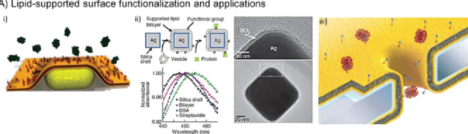 Figure 7. Recent advances in surface functionalization methods and materials. (A) Lipid-supported surface functionalization and applications: (i) Schematic of a gold nanorod coated with a biotinylated lipid membrane and interactions with streptavidin