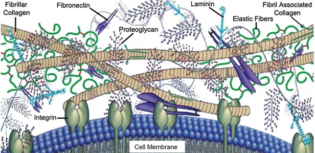 Figure 1: Representative image of the extracellular matrix. Structural proteins such  as collagen provide physical support