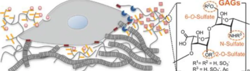 Figure 4: Properties of GAG-based, ECM-mimicking materials include the capacity  to  deliver  growth  factors,  provide  a  porous  environment,  create  a  platform  for  cell  adhesion  and  biodegrade  naturally  in  the  ECM