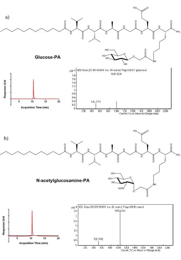 Figure 7: Chemical structures and LC-MS analyses of a) glucose-PA and b) N- N-acetylglucosamine-PA 